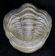 Enrolled Barrandeops (Phacops) Trilobite #18670-2